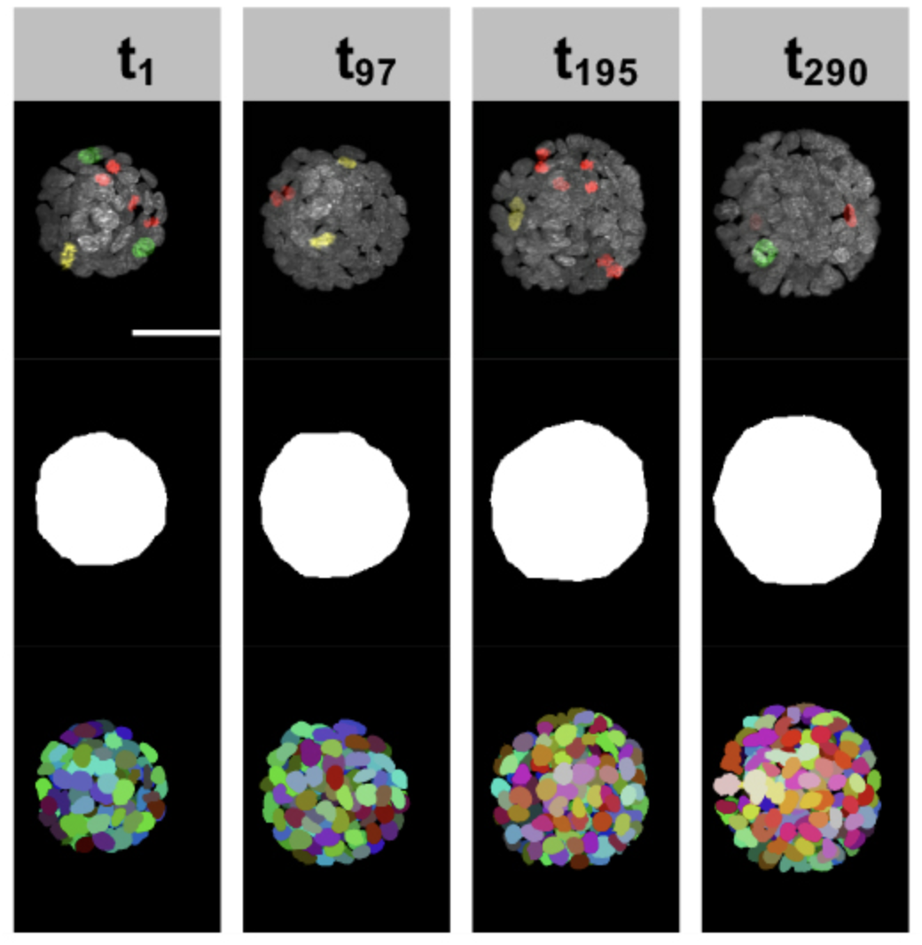 Automated 3D light-sheet screening with high spatiotemporal resolution reveals mitotic phenotypes