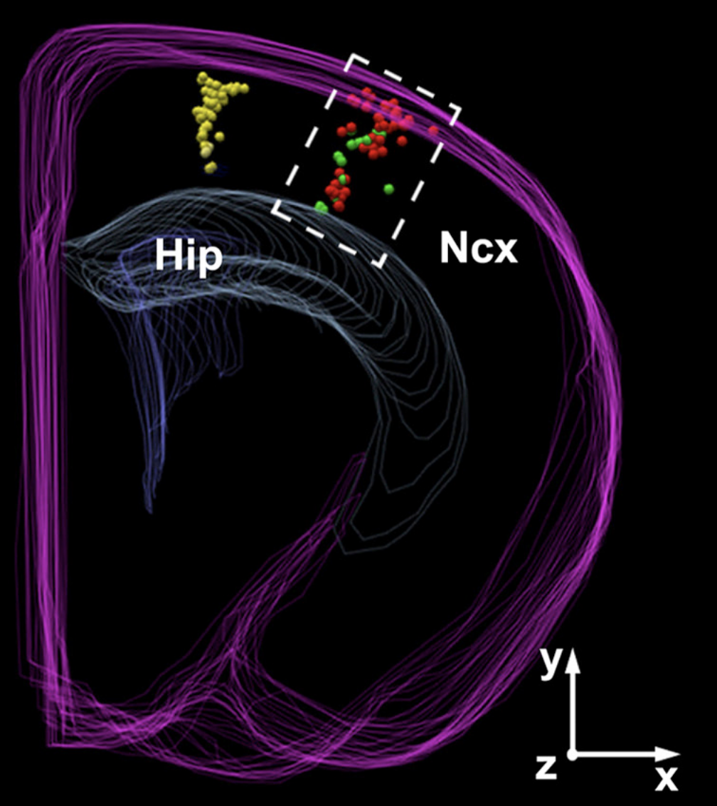 Deterministic Progenitor Behavior and Unitary Production of Neurons in the Neocortex
