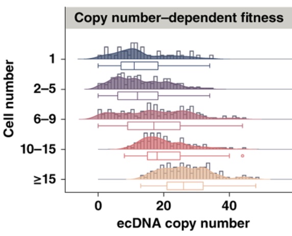 Extrachromosomal DNA Driven Oncogene Dosage Heterogeneity Promotes Rapid Adaptation to Therapy in i MYCN i -Amplified Cancers