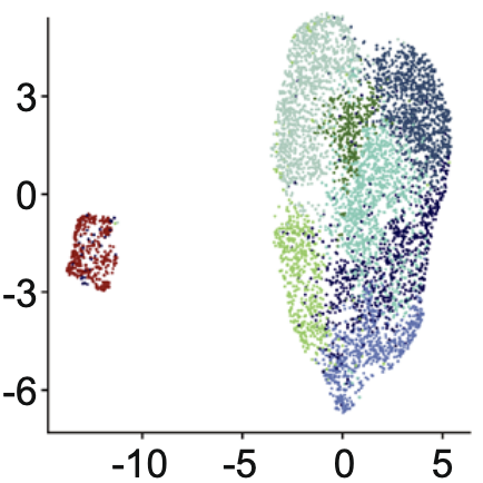 Single-cell analysis of patient-derived PDAC organoids reveals cell state heterogeneity and a conserved developmental hierarchy