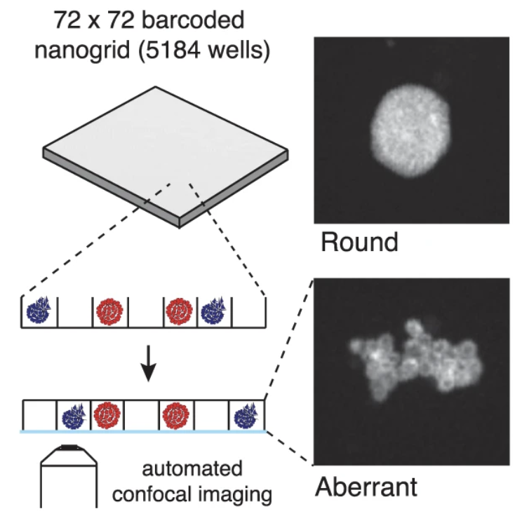 Pheno-seq linking visual features and gene expression in 3D cell culture systems