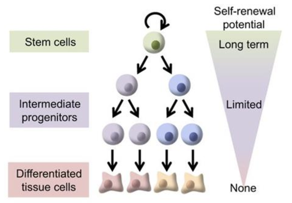 Dynamic stem cell heterogeneity