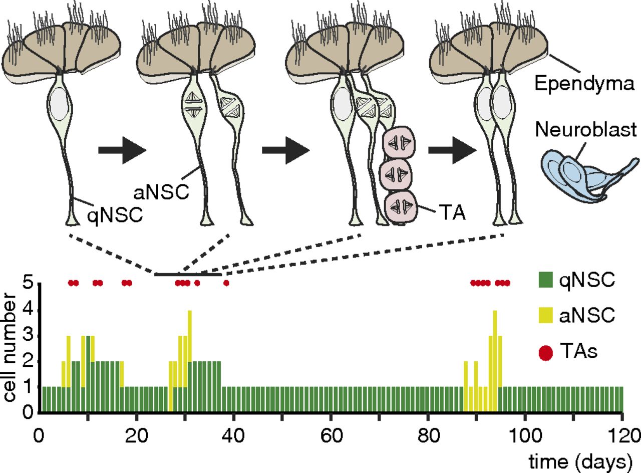 Troy brain stem cells cycle through quiescence and regulate their number by sensing niche occupancy